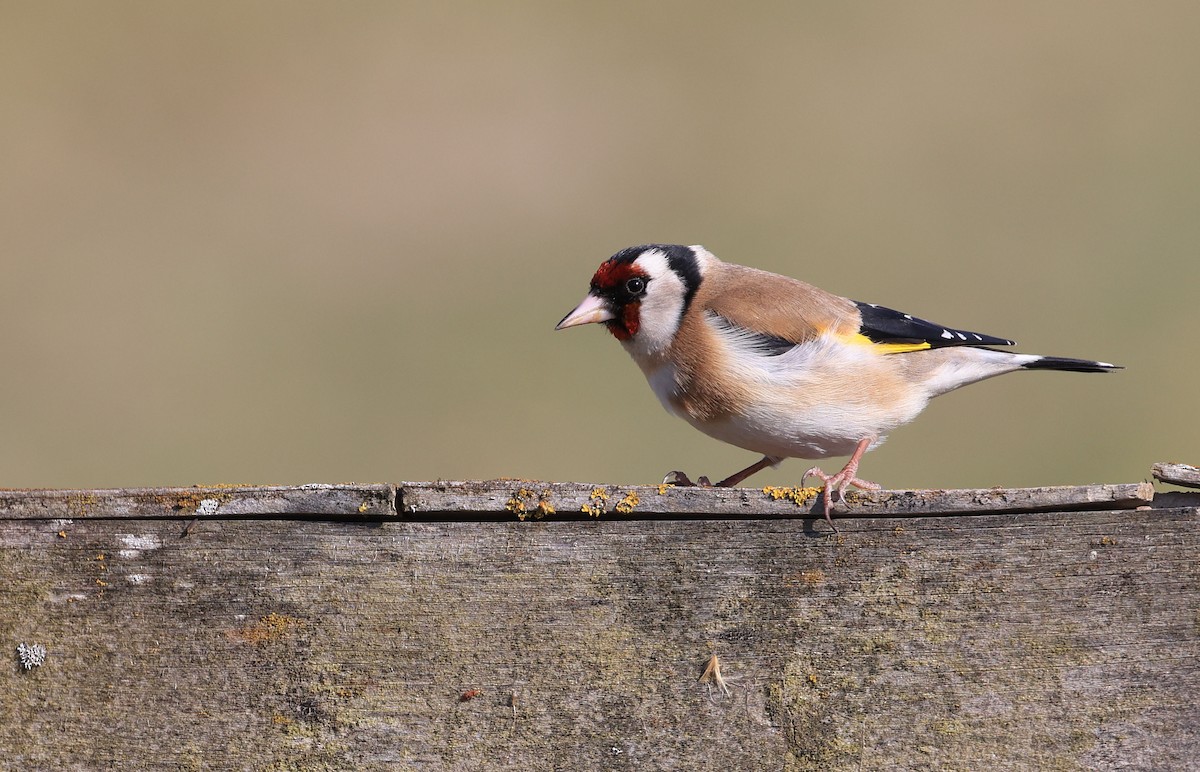 European Goldfinch - ML326548341