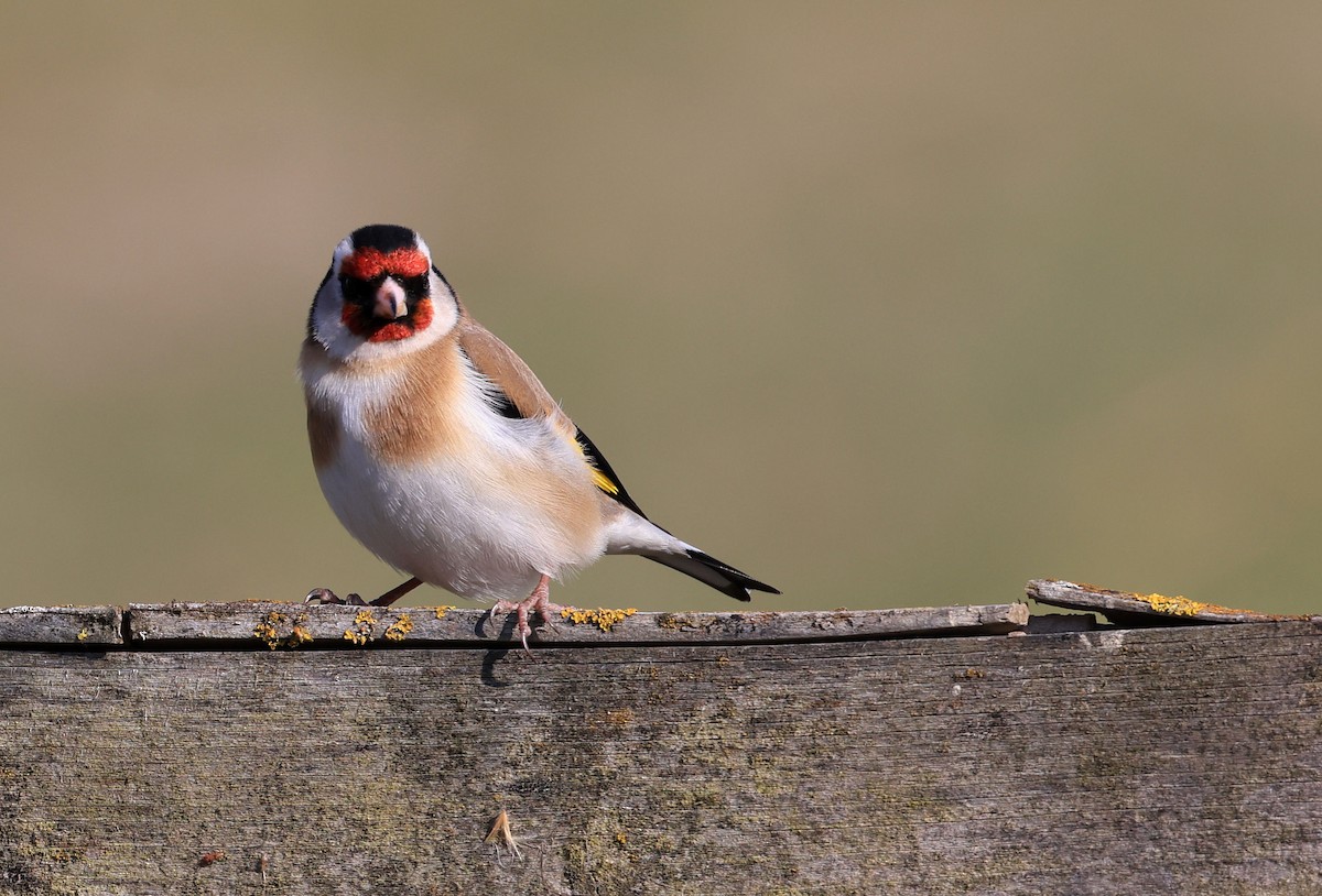 European Goldfinch - ML326548351