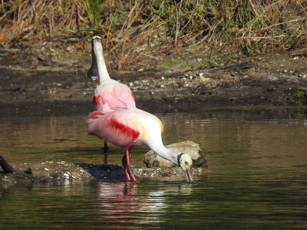 Roseate Spoonbill - ML326548491
