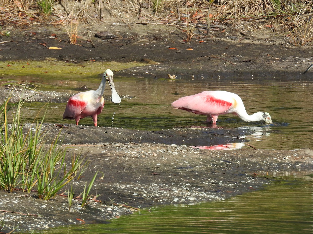 Roseate Spoonbill - ML326548501