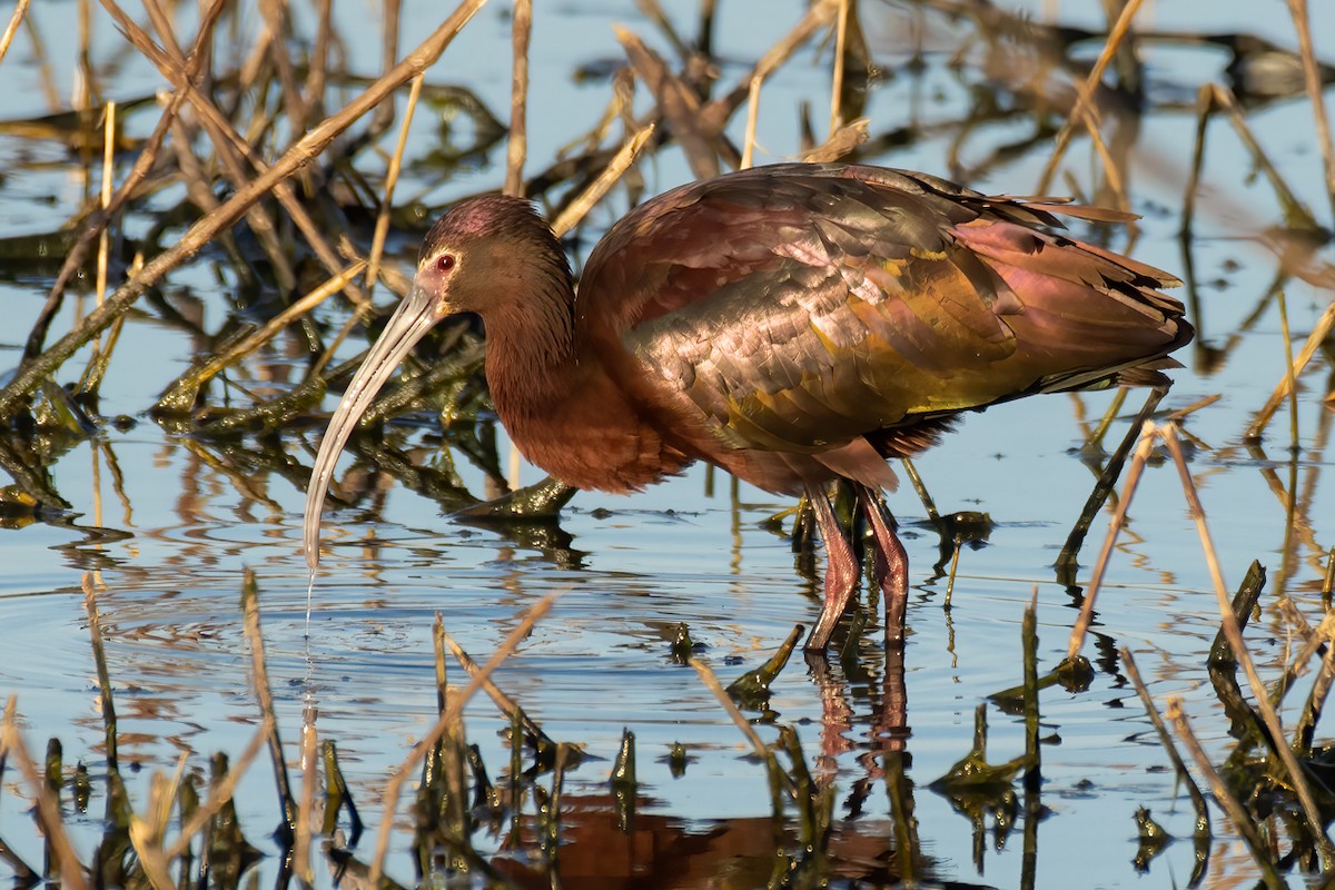 White-faced Ibis - ML326549391