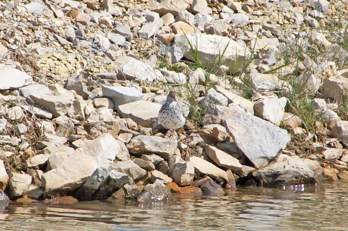 Spotted Sandpiper - Anonymous