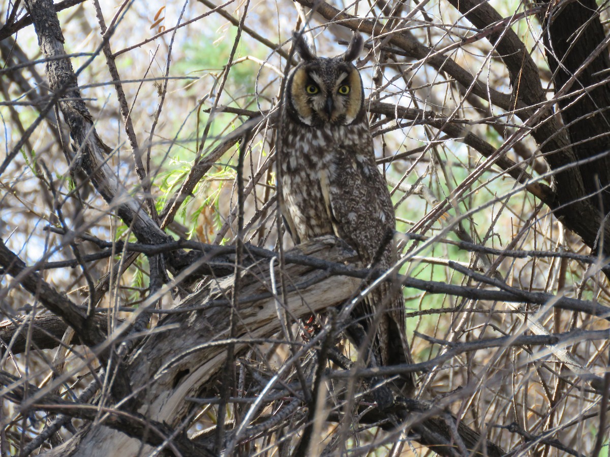 Long-eared Owl - ML326550411