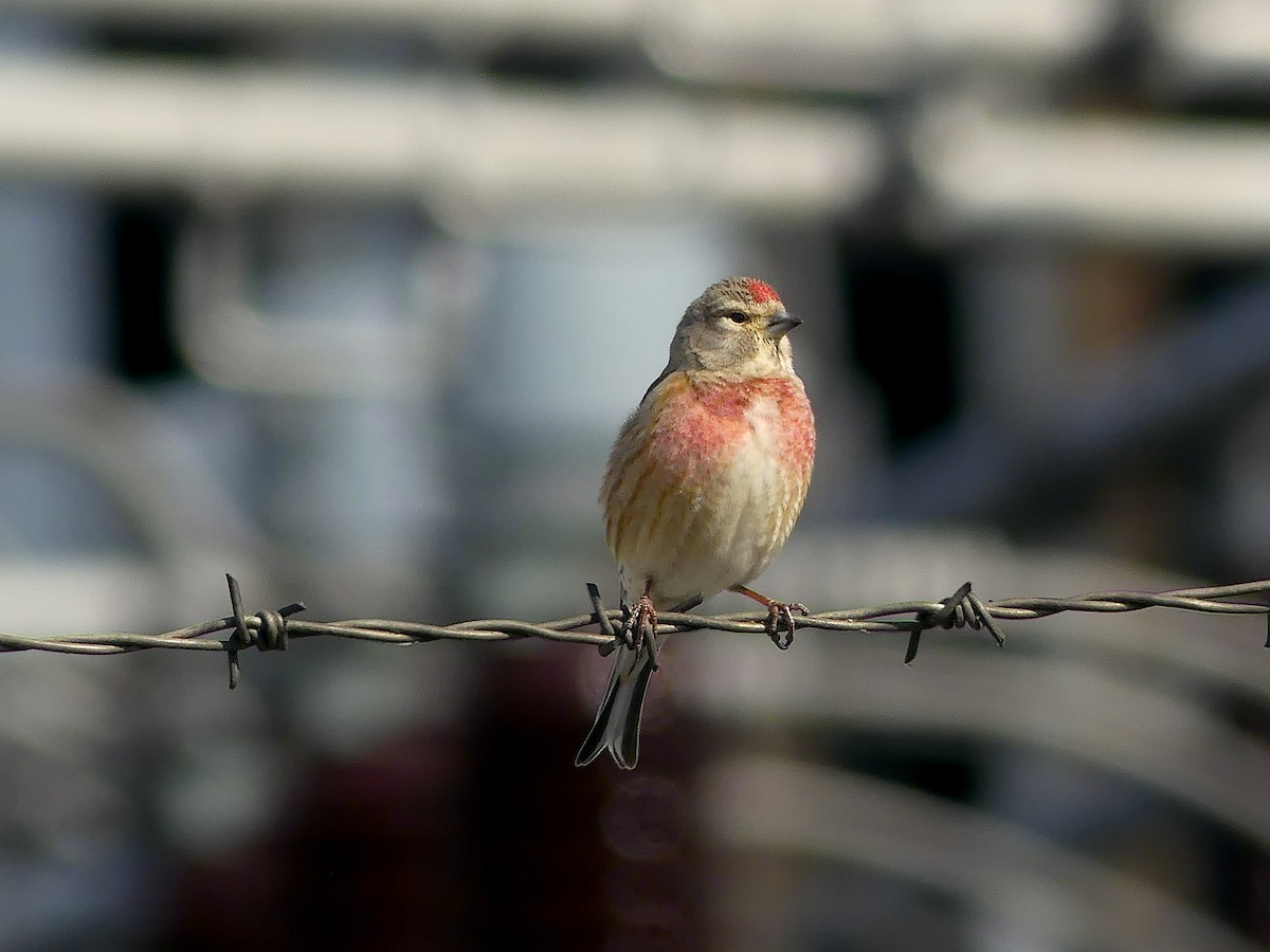Eurasian Linnet - ML326551931