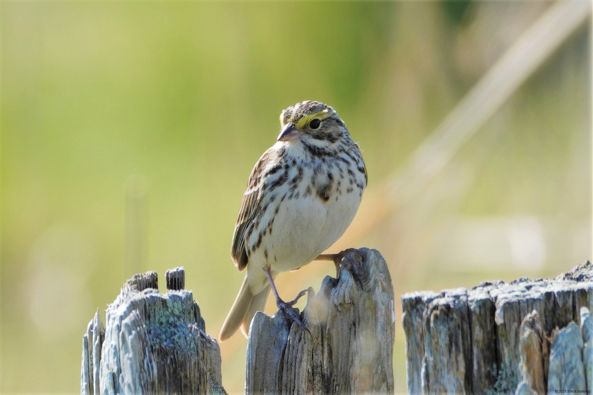 Savannah Sparrow - Breck Haining
