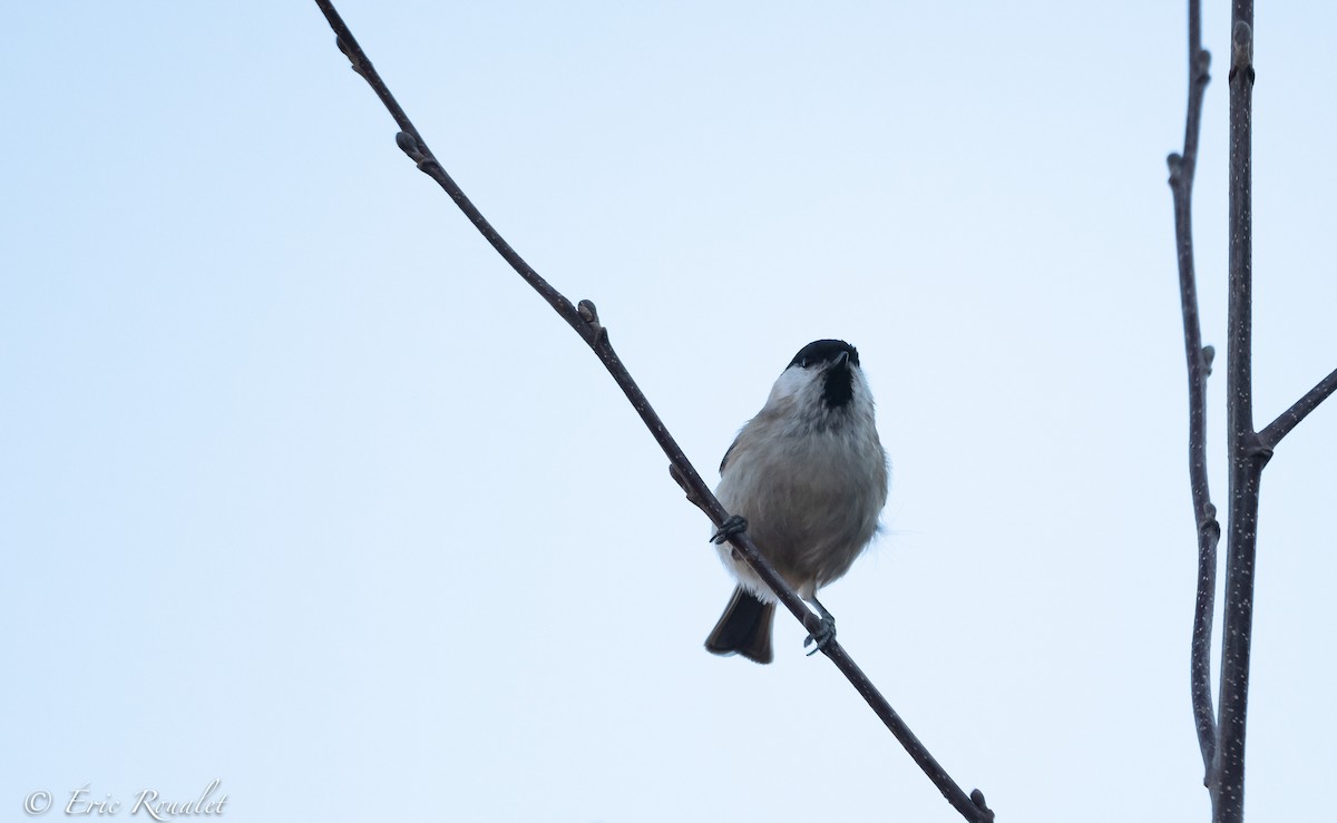 Marsh Tit - ML326553581