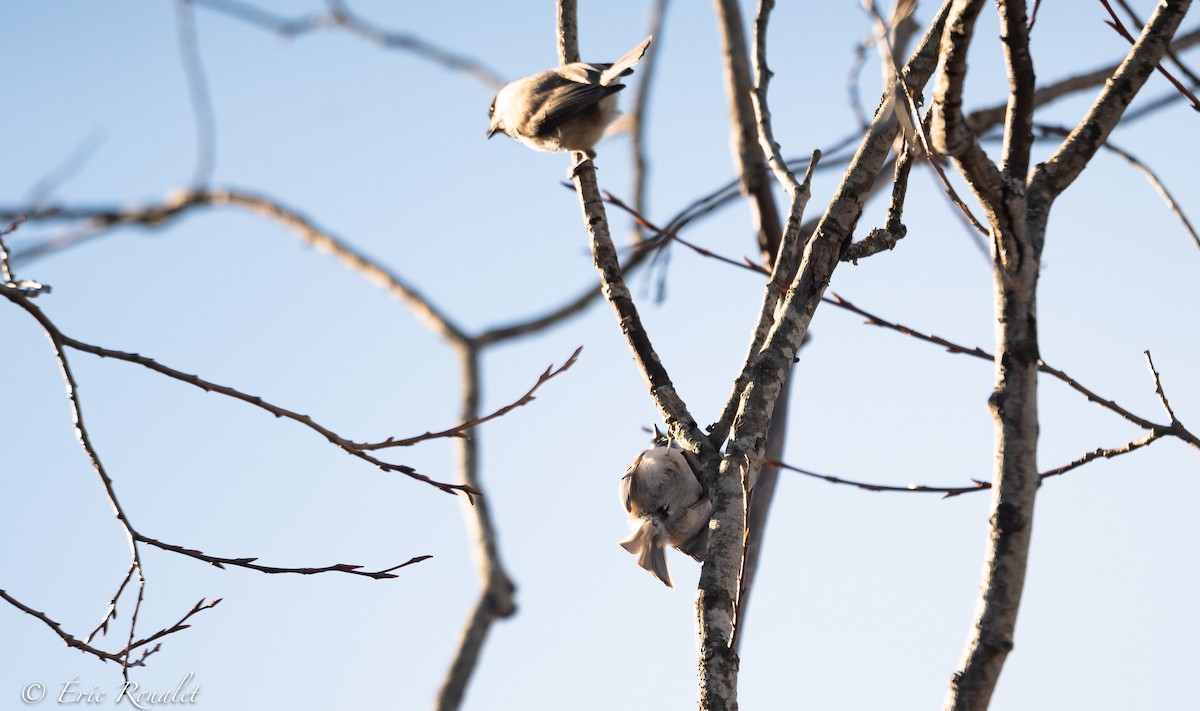 Marsh Tit - ML326553601