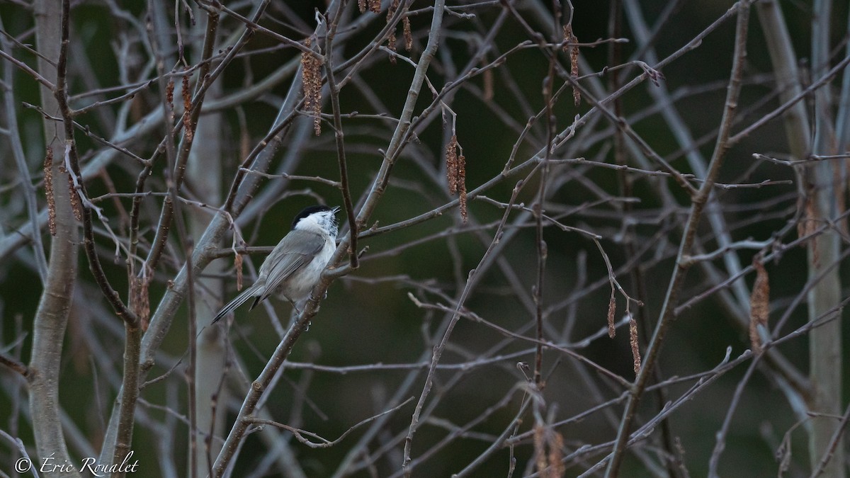 Marsh Tit - ML326553611