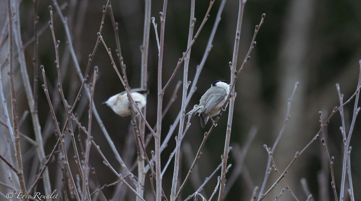 Marsh Tit - ML326553621