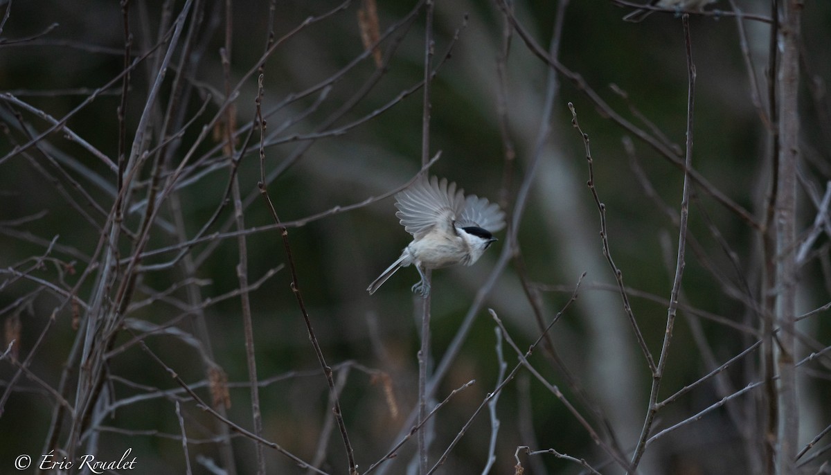 Marsh Tit - ML326553641