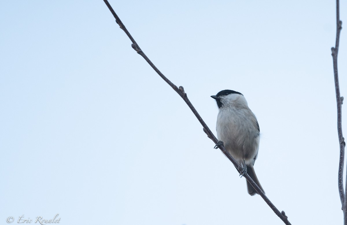 Marsh Tit - ML326553661