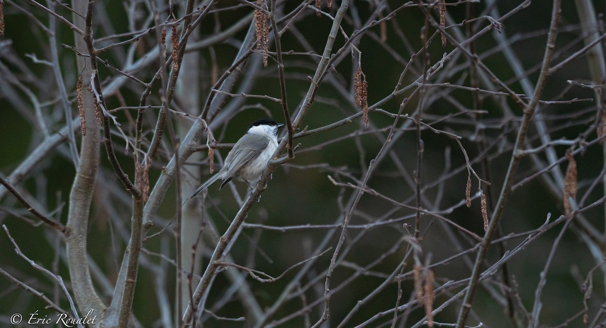 Marsh Tit - ML326553681