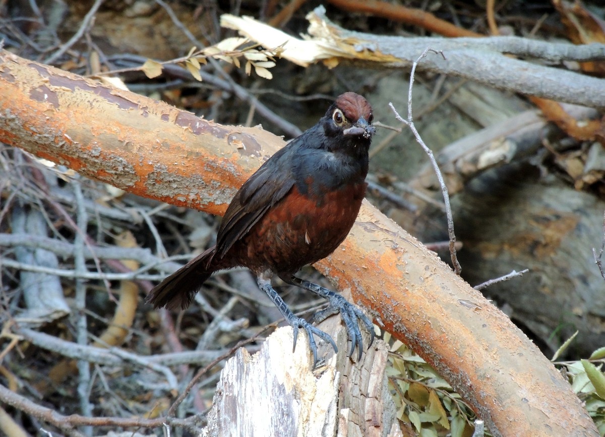 Black-throated Huet-huet - ML326554491