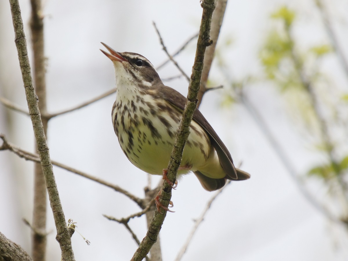 Louisiana Waterthrush - ML326557551