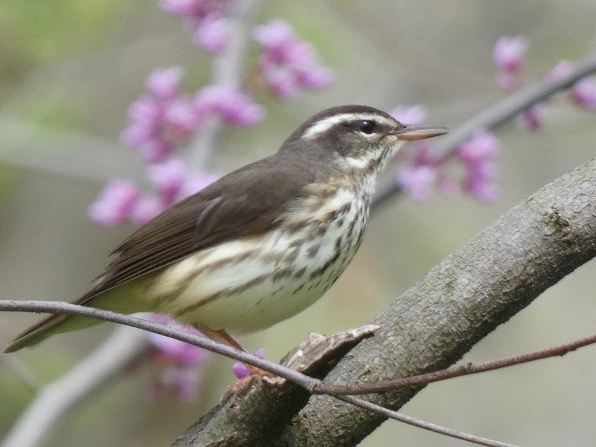 Louisiana Waterthrush - ML326557581