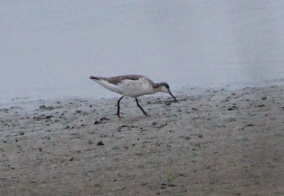 Wilson's Phalarope - ML326558061