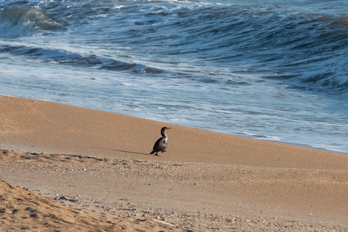 Double-crested Cormorant - ML326558181