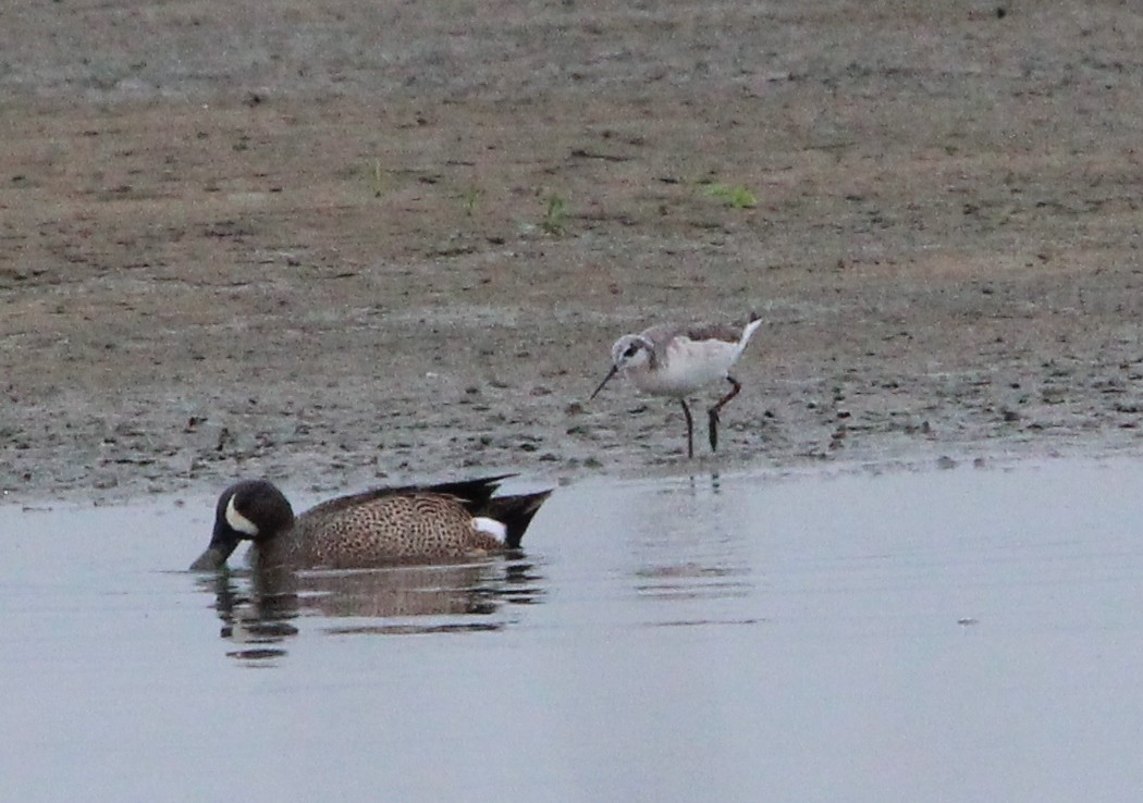 Wilson's Phalarope - ML326558231
