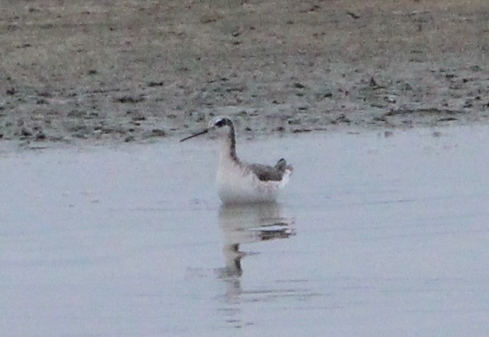 Wilson's Phalarope - ML326558291