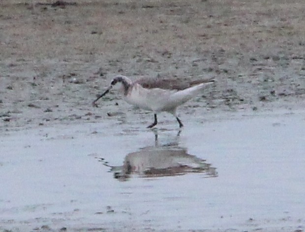 Wilson's Phalarope - ML326558371