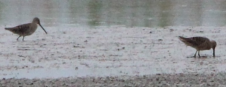 Long-billed Dowitcher - ML326558681