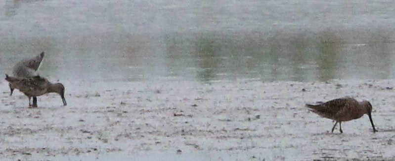 Long-billed Dowitcher - ML326558851