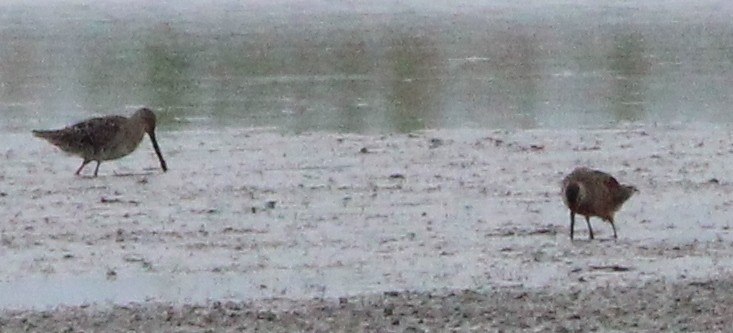 Long-billed Dowitcher - ML326558861