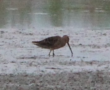 Long-billed Dowitcher - ML326558931