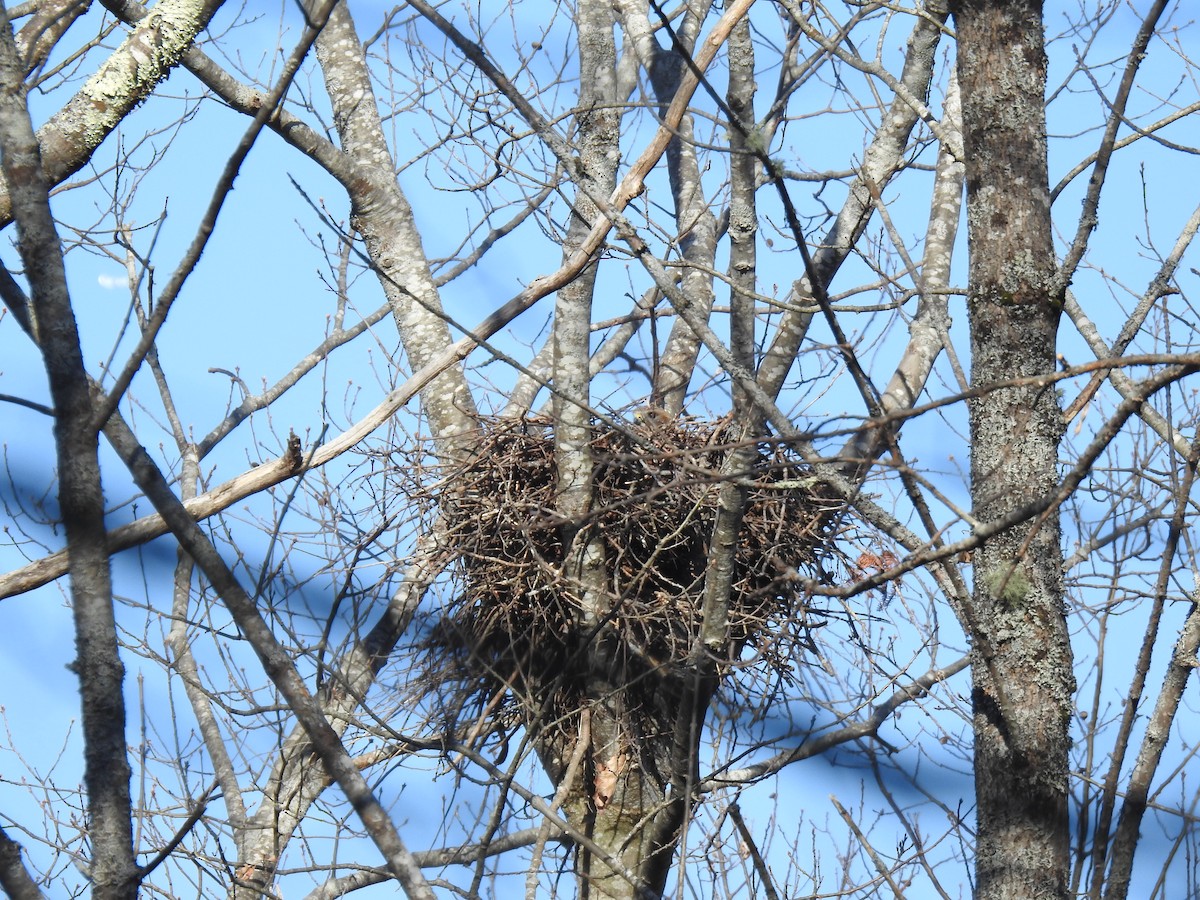 Buteo sp. - ML326559231