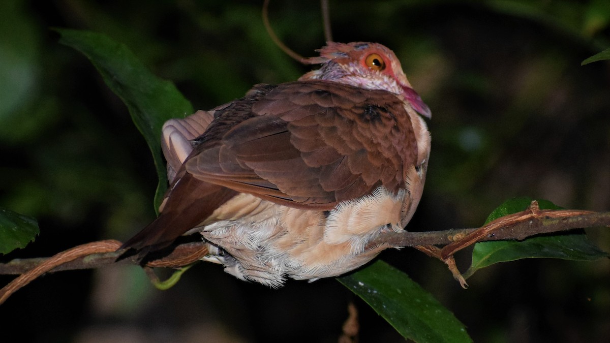 Ruddy Quail-Dove - Ruben David Layme Cruz