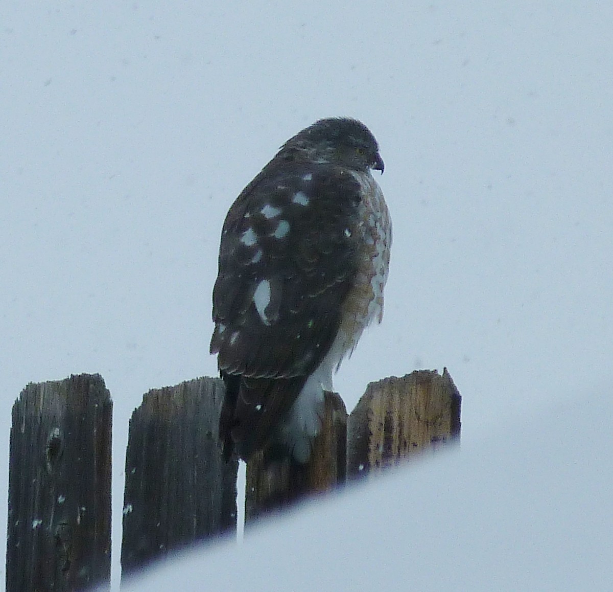 Sharp-shinned Hawk - ML326559261