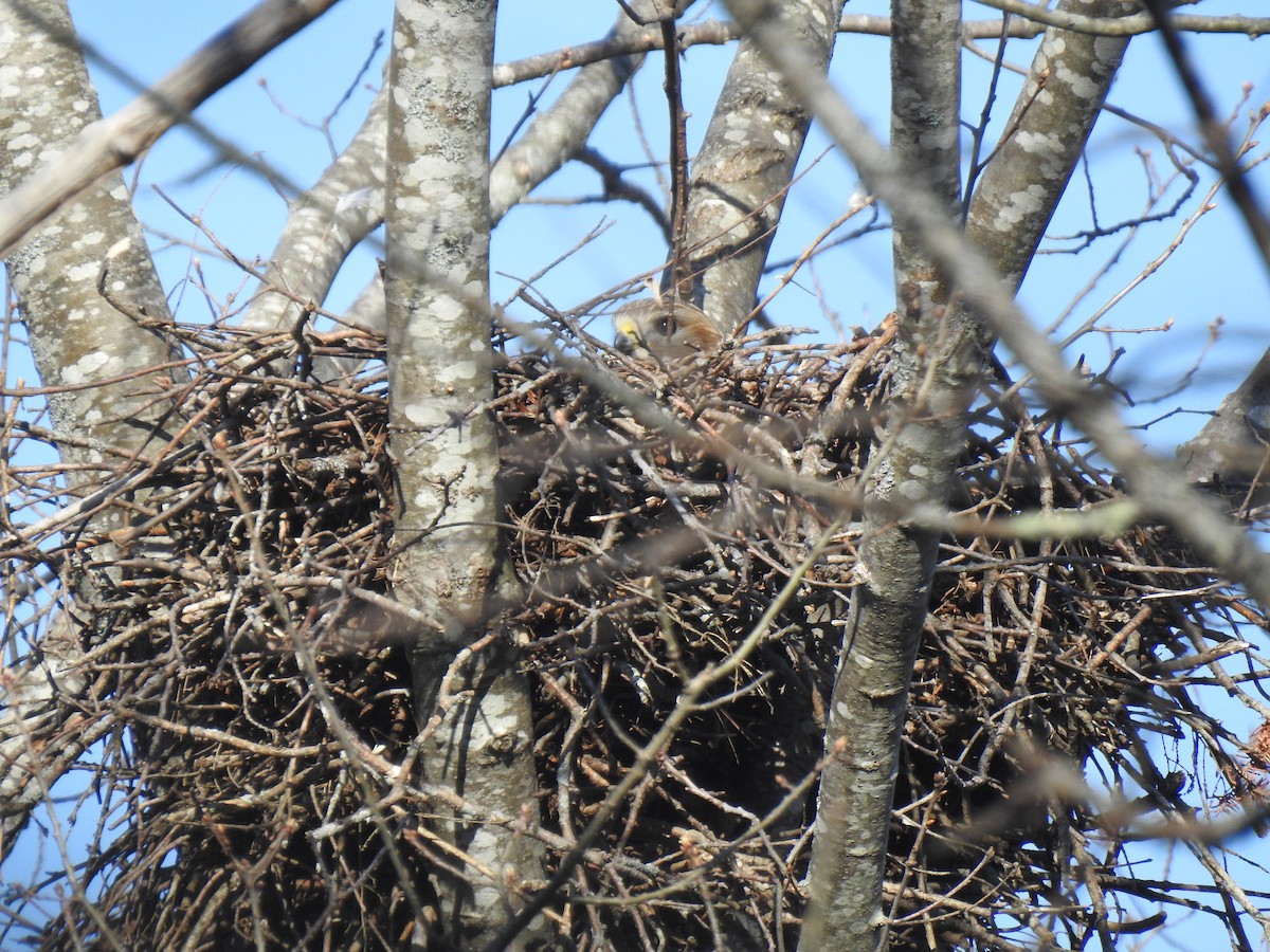 tanımsız Buteo sp. - ML326559281