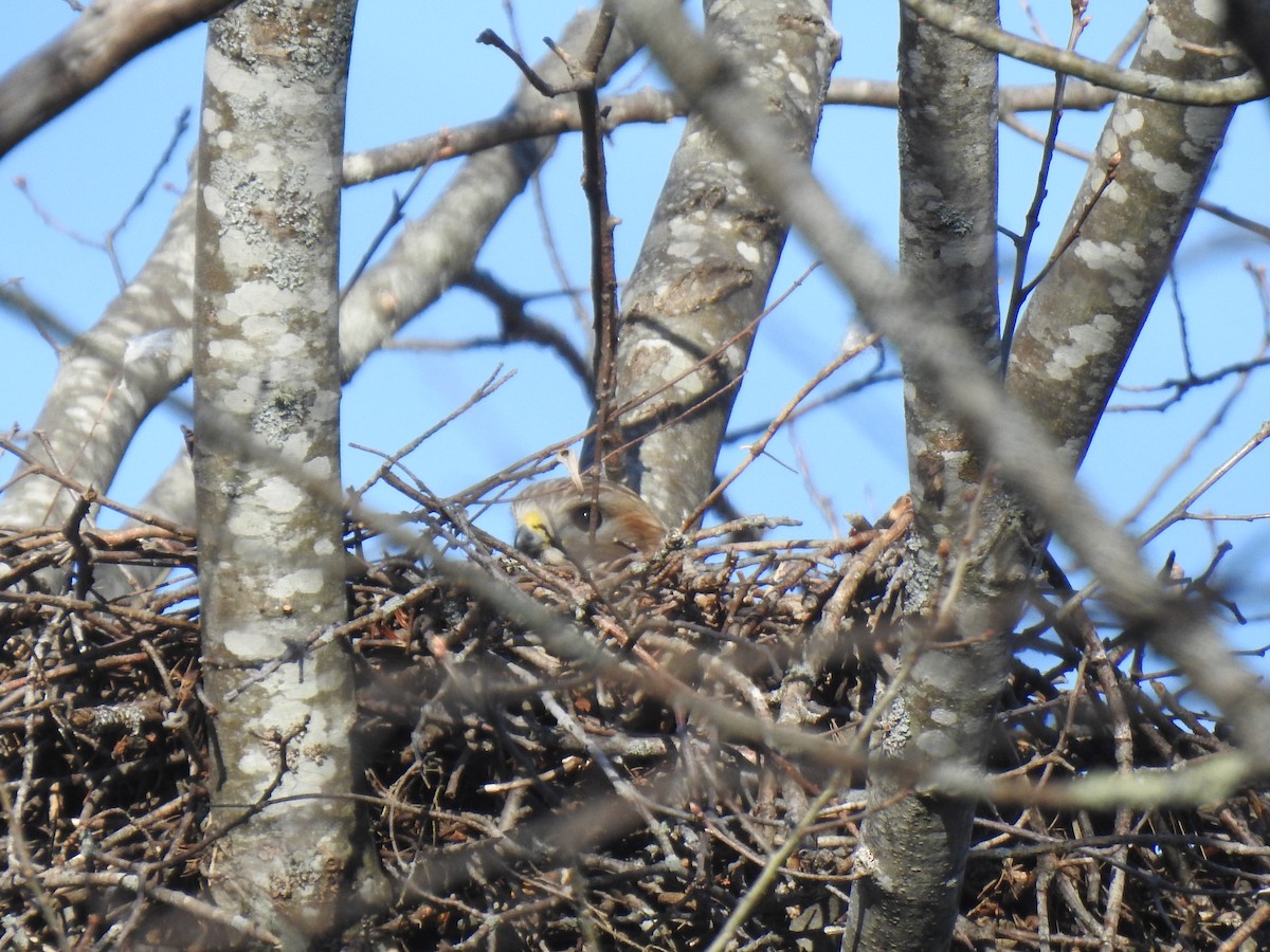 Buteo sp. - ML326559291