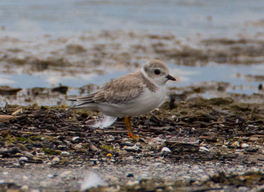 Piping Plover - ML32656021