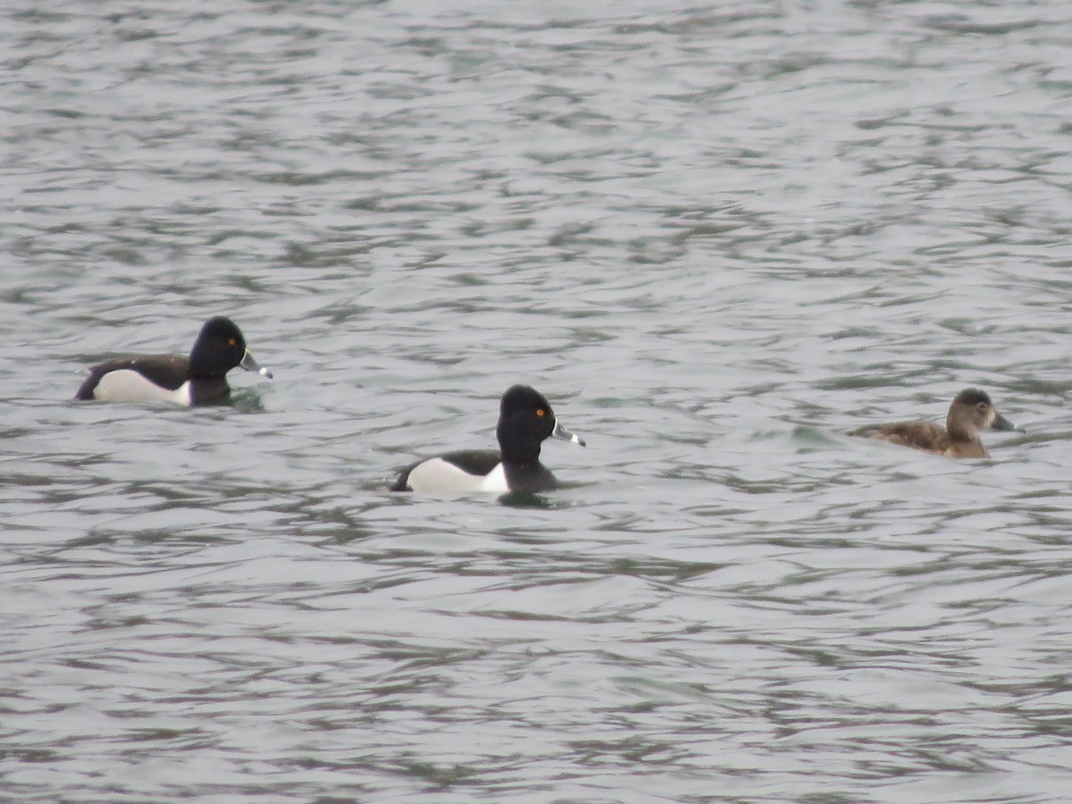 Ring-necked Duck - ML326560571