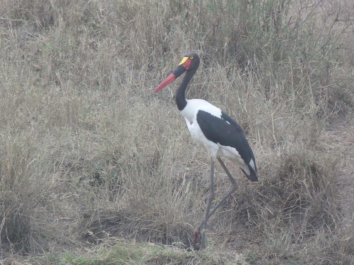 Saddle-billed Stork - ML326560641