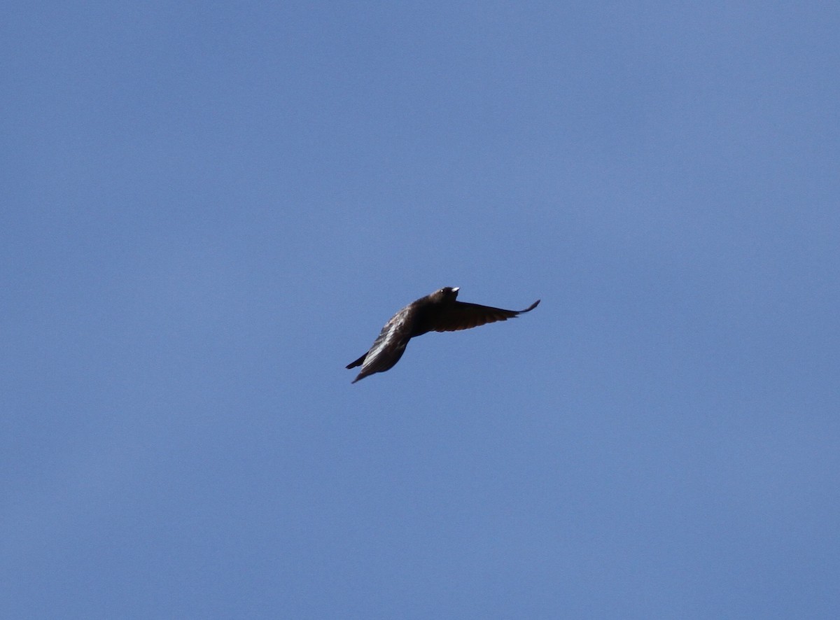 Brewer's Blackbird - ML326563261