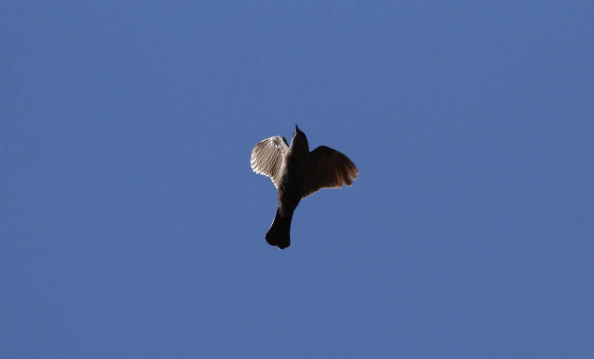 Brewer's Blackbird - ML326563311