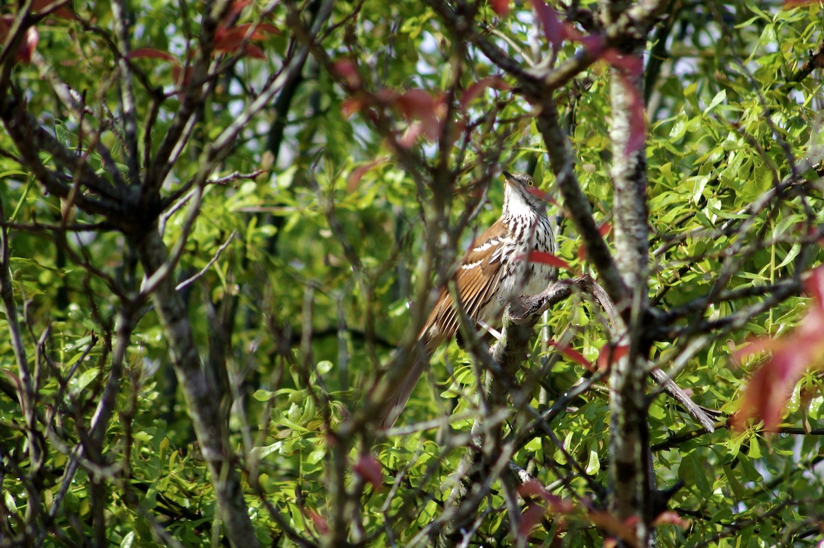 Brown Thrasher - ML326564031