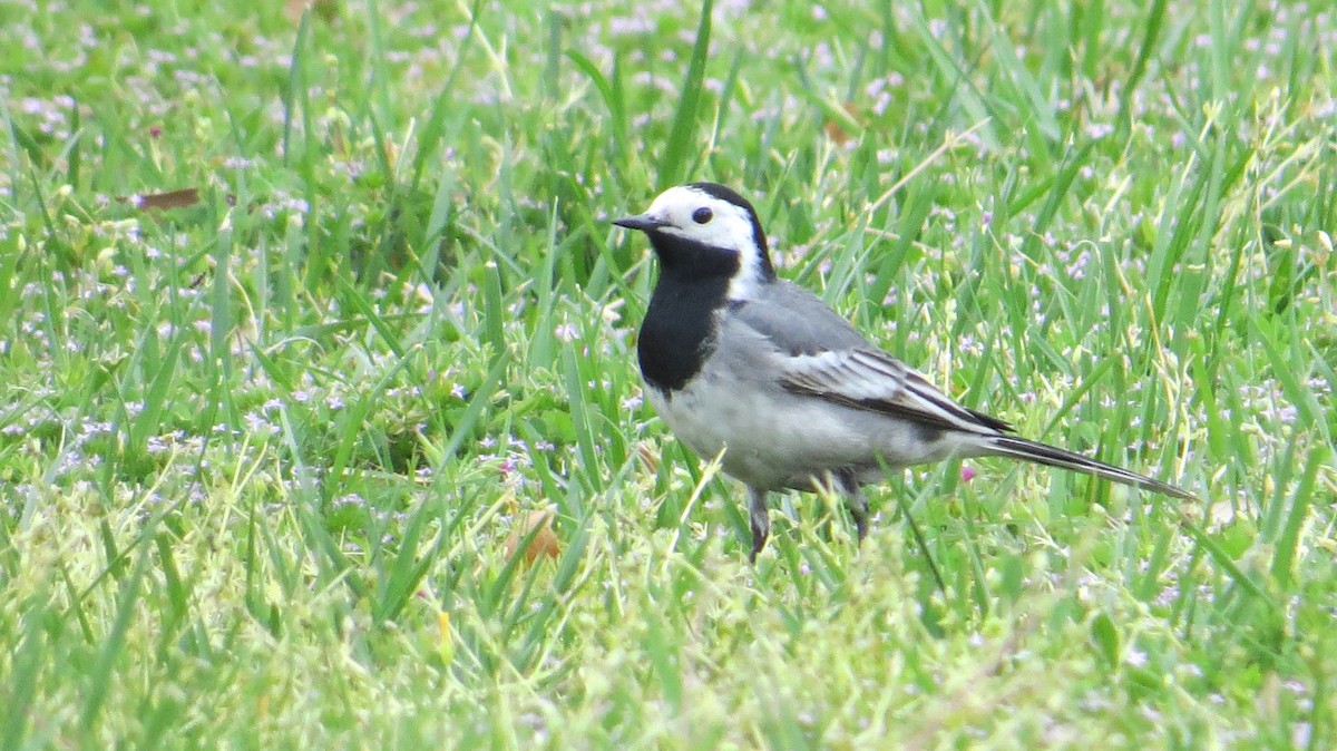 White Wagtail (White-faced) - ML326565321