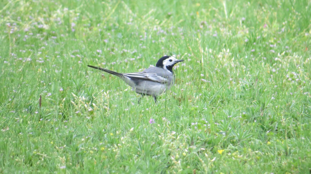 White Wagtail (White-faced) - ML326565331