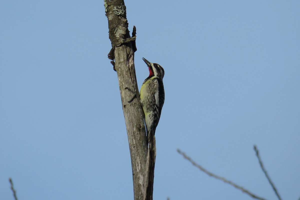 Yellow-bellied Sapsucker - ML326566851