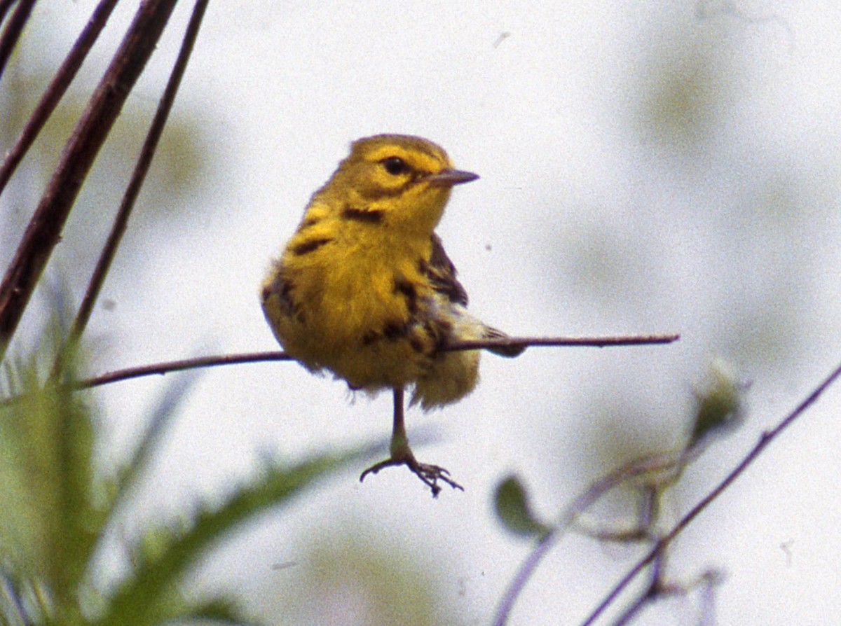 Prairie Warbler - ML326567321