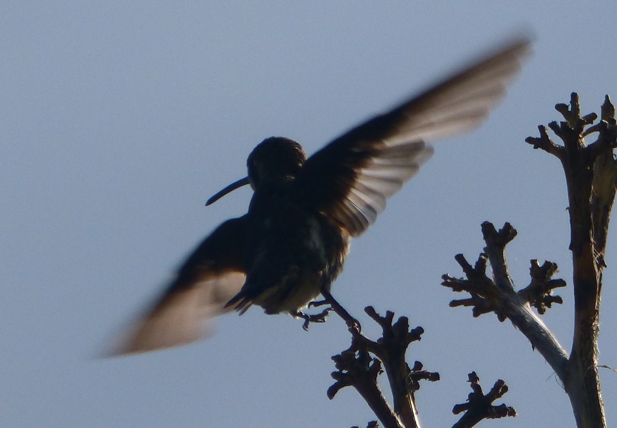 Plain-capped Starthroat - ML32656751