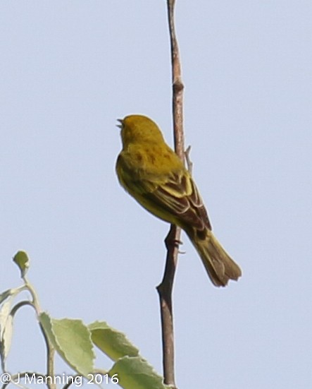 Northern Yellow x Prairie Warbler (hybrid) - ML32656811