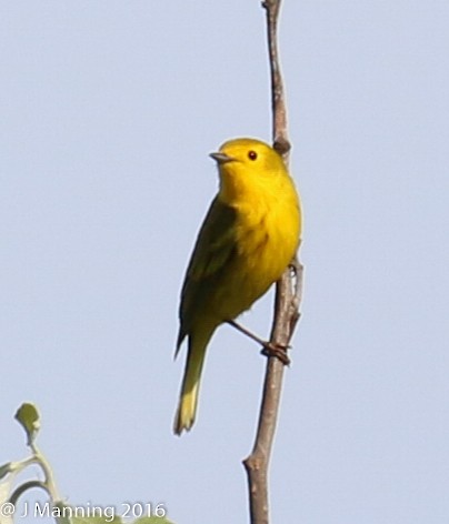 Northern Yellow x Prairie Warbler (hybrid) - ML32656821