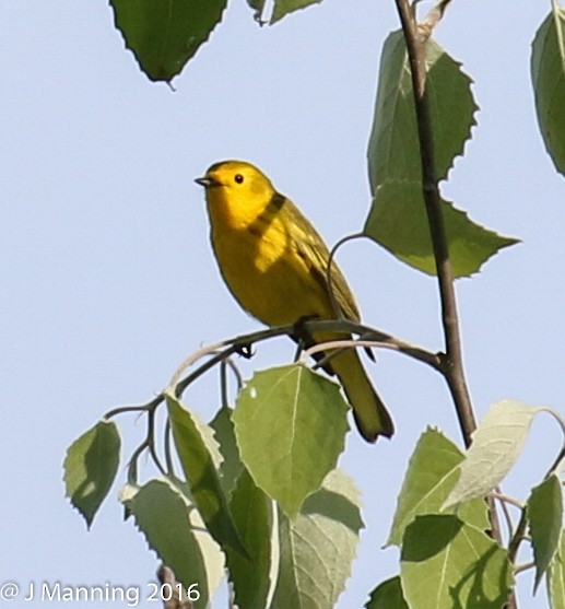 Northern Yellow x Prairie Warbler (hybrid) - ML32656831