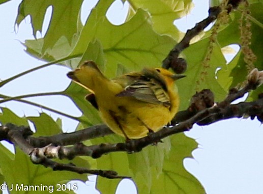 Northern Yellow x Prairie Warbler (hybrid) - ML32656841