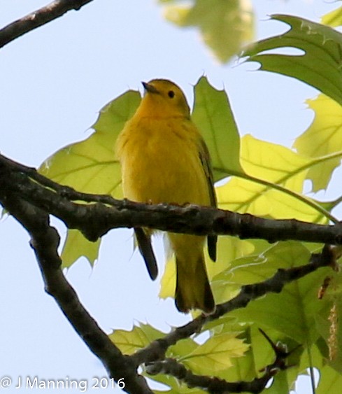 Northern Yellow x Prairie Warbler (hybrid) - ML32656851