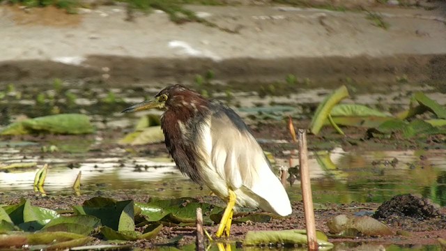 Chinese Pond-Heron - ML326568601